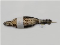 藏品(鳳頭蒼鷹)的圖片
